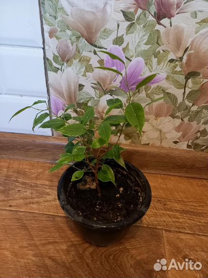 Фикус бенджамина