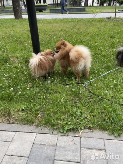 Передержка животных, выгул