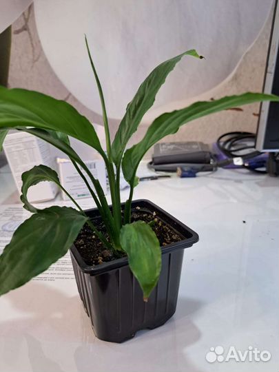 Спатифиллум (женское счастье)