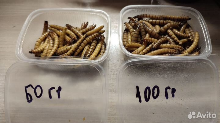 Доставка / Зофобос (Мороженный - без воды)