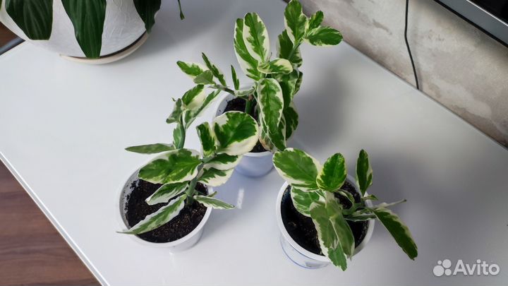 Педилантус