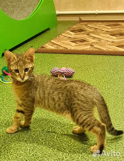 Кошка чаузи ф1