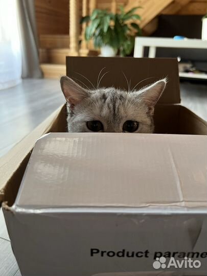 Отдам бесплатно