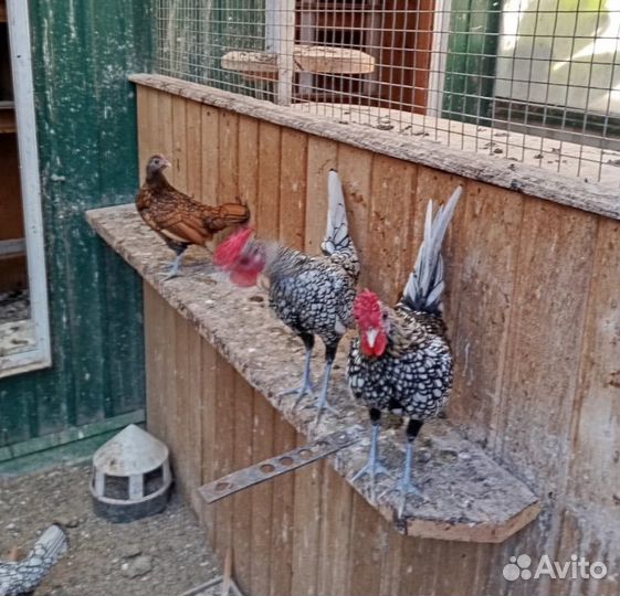 Карликовые куры