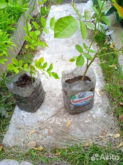 Саженец розы плетистой