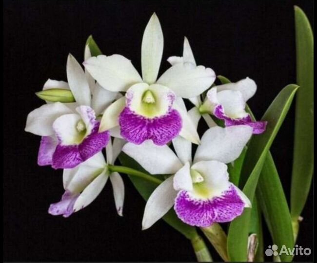 Орхидеи Каттлеи на Июль