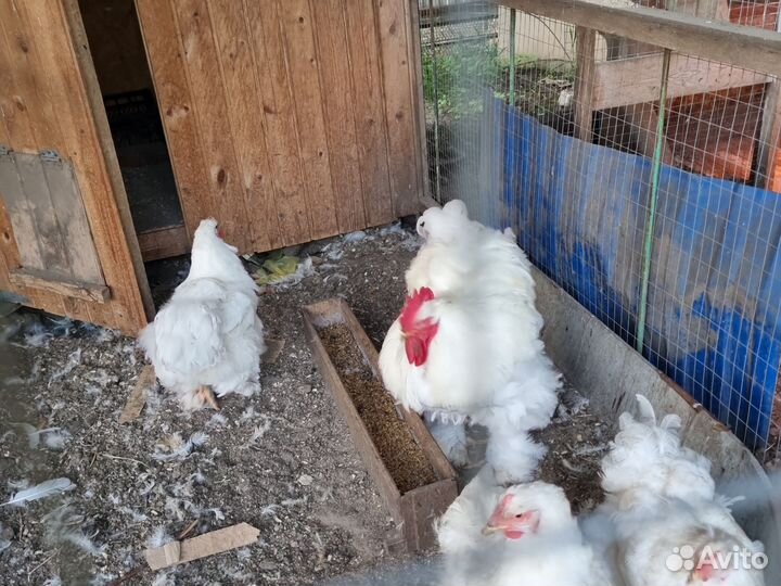 И.Я.породных кур.цыплята под заказ