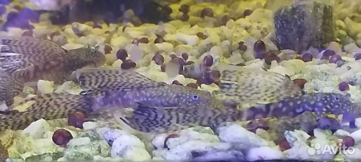 Креветки вишнёвые, Гуппи,Анциструсы стрекозы