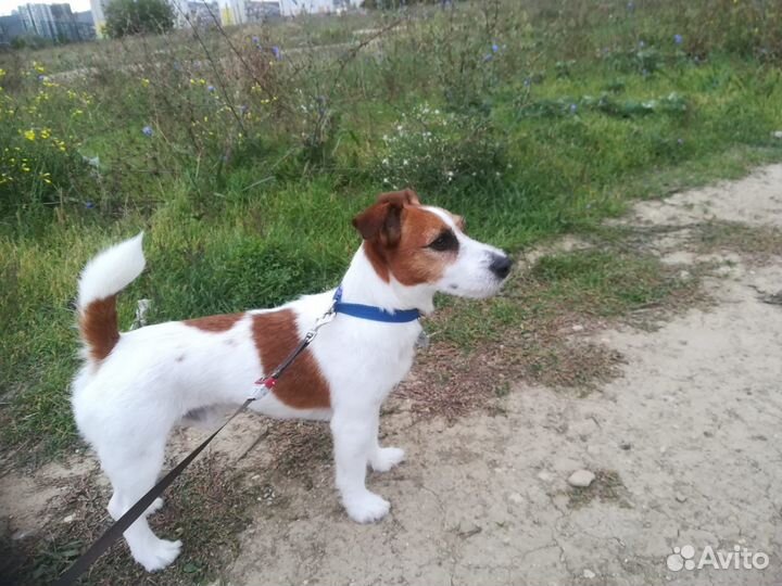 Стрижка собак и кошек. Комплексные процедуры