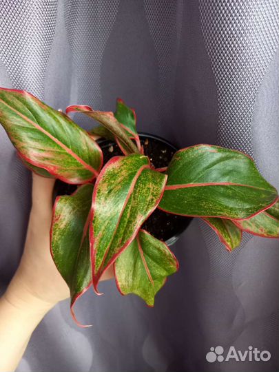 Цветок комнатный Аглаонема Сиам Аврора