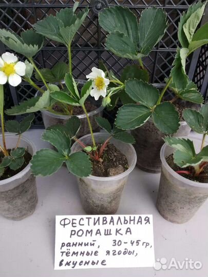 Земляника садовая. Клубника