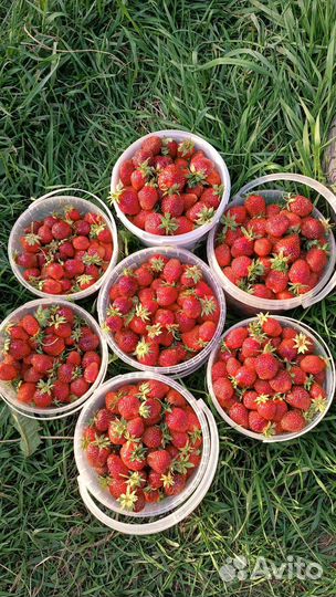 Продаю рассаду клубники, цветов