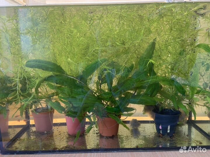 Водоросли для аквариума