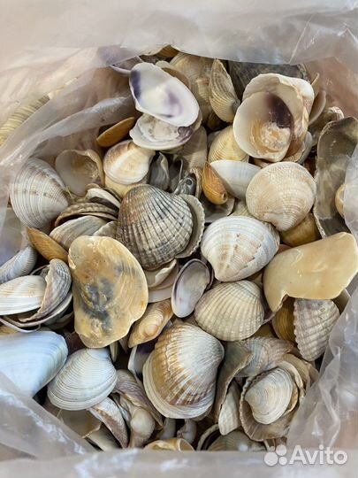 Морские ракушки