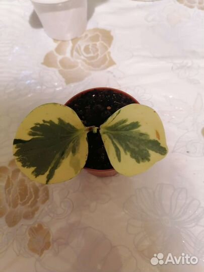 Пеперомия вариегатная