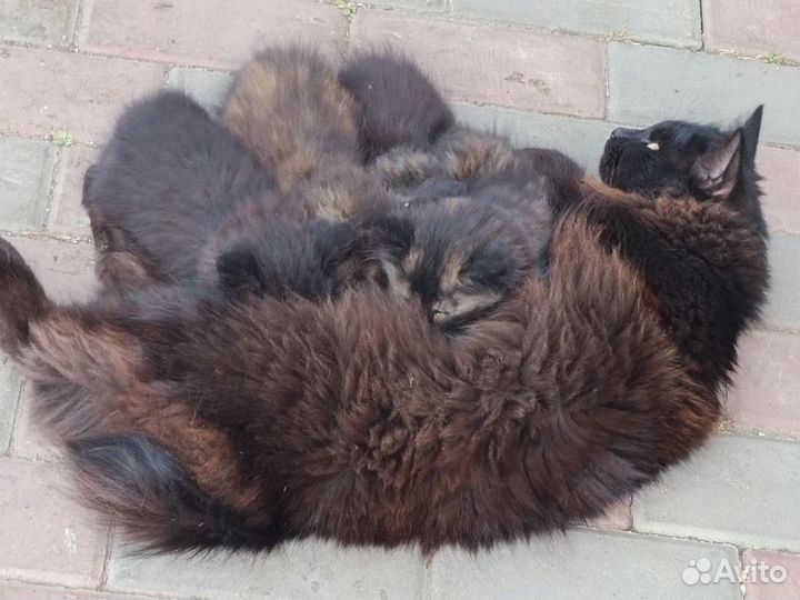 Курильский бобтейл