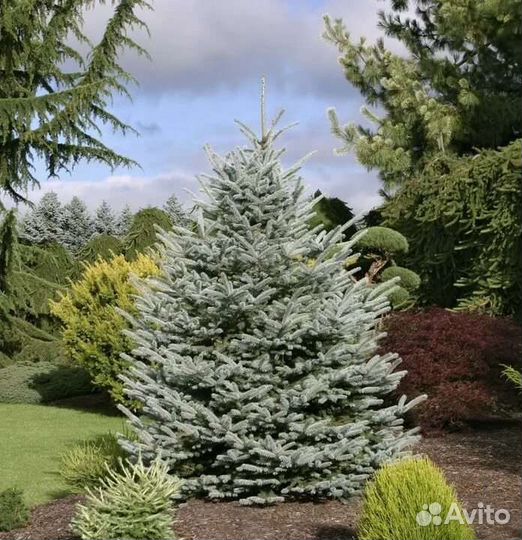 Ель кейбаб голубая