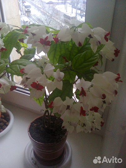 Клеродендрум