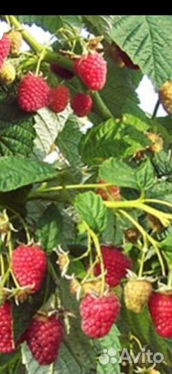 Малина Таруса (малиновое дерево)