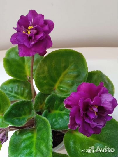 Фиалки цветущие, детки, листики