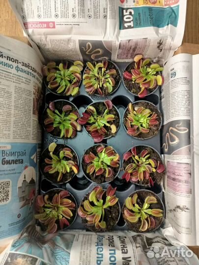 Венерина мухоловка (дионея)