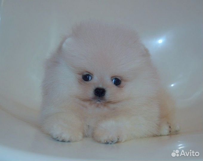 Померанский шпиц,медвежата разных окрасов