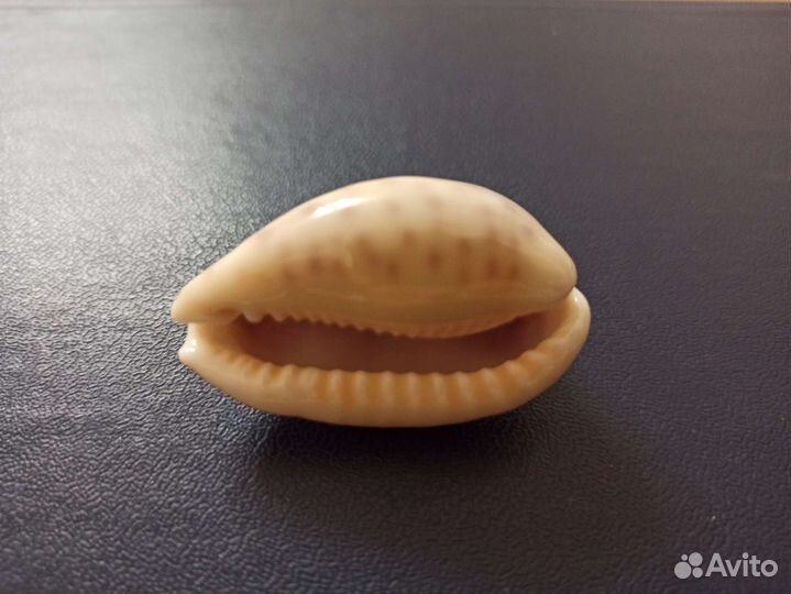 Морская раковина