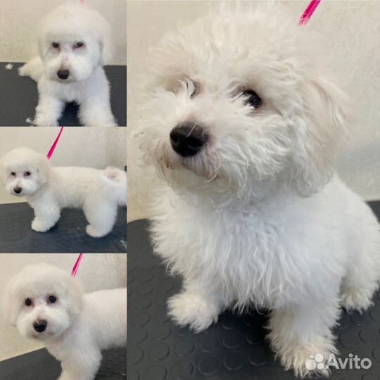 Стрижка грумминг собак