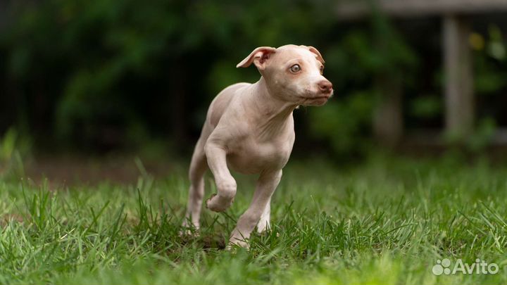 Щенки американского голого терьера