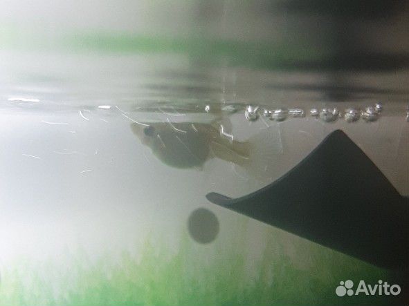 Самки гуппи бесплатно