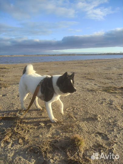 Американская акита вязка