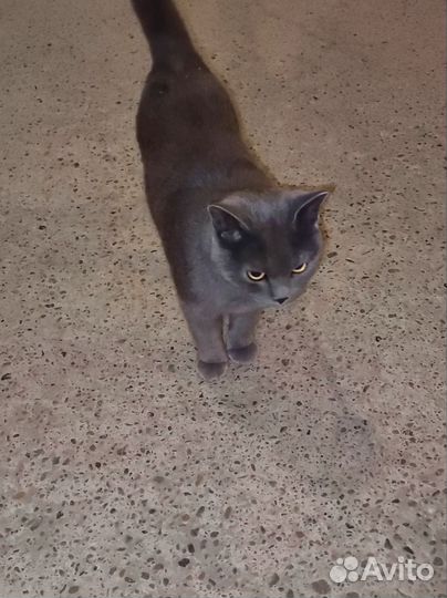 Британская