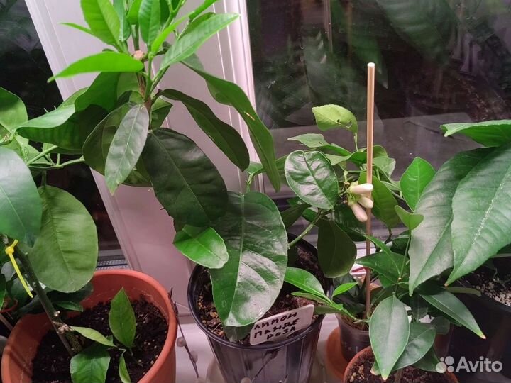 Пандероза. Лимоны. Лаймы