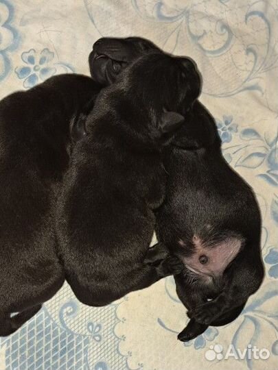 Щенки лабрадора
