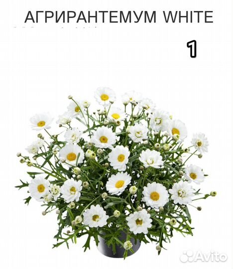 Укорененные черенки разных вегетативных растений