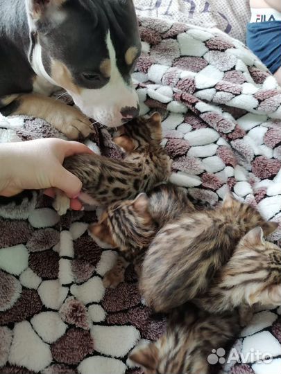 Бенгальские котята
