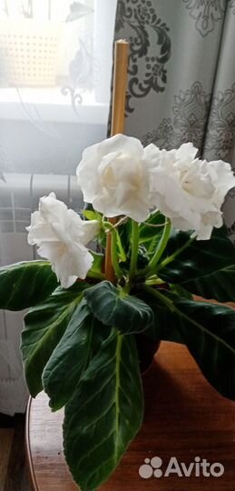 Глоксиния махровая