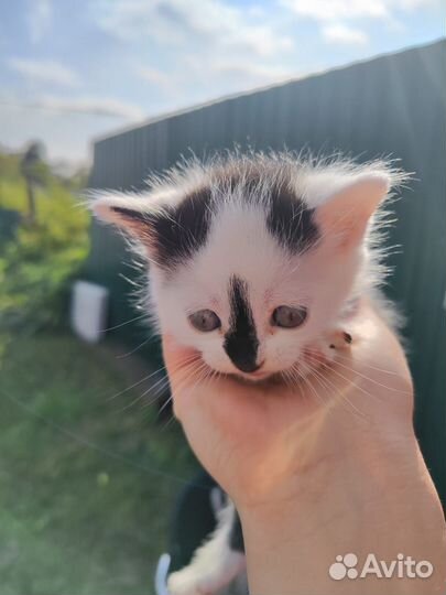 Котята бесплатно