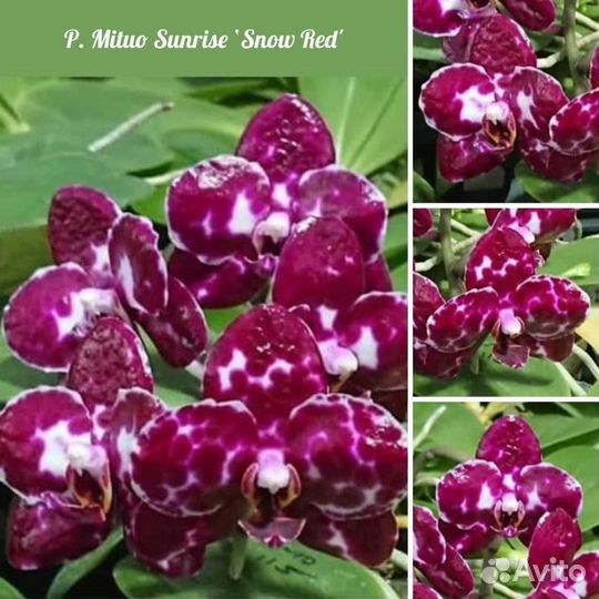 Орхидея фаленопсис Азия подростки не цветут