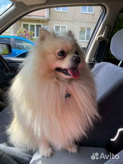 Померанский шпиц вязка