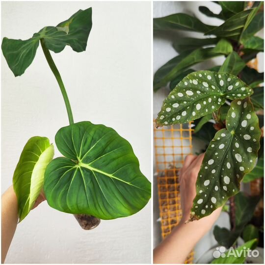 Комнатные растения