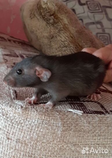 Крысята дамбо