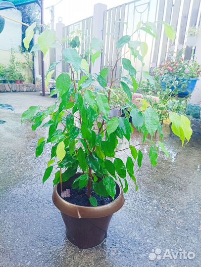 Фикус бенджамина большой