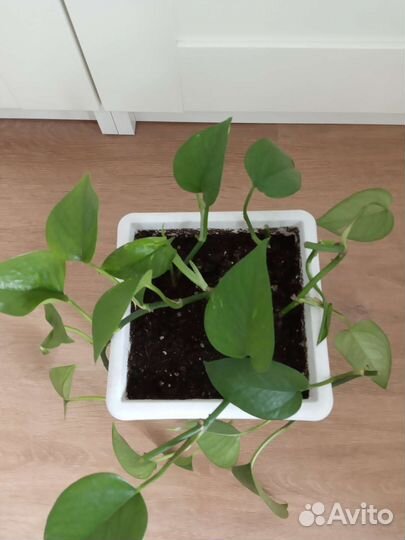 Авокадо, Сциндапсус, Роициссус, Мох дек./привезу