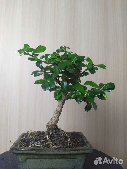 Бонсай чайная церемония 25 см