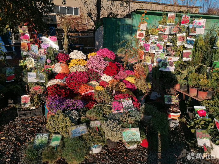 Декорация, розы, хвойные