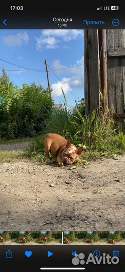 Французики