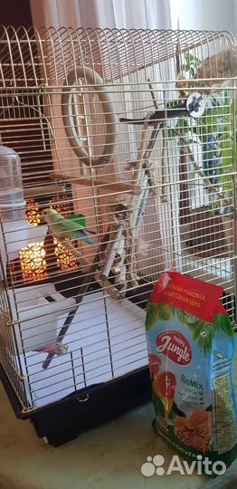 Попугай неразлучник с клеткой