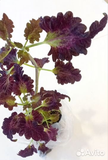 Колеусы сортовые