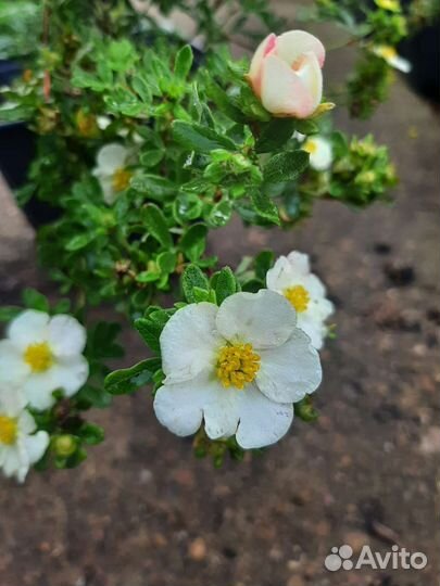 Лапчатка кустарниковая